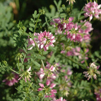 Crown Vetch Pink Flower Seeds for Planting - 100 pcs seeds for planting in home garden
