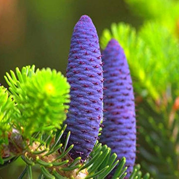 Purple (Purple scientific name) for planting in garden