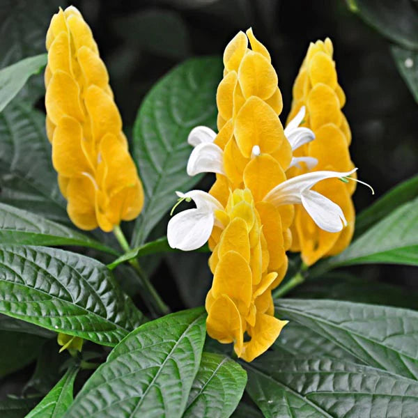 White Yellow Pachystachys Flower Seeds for Planting - NON GMO Seeds seeds for planting in home garden