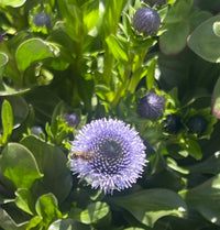 Heirloom Non-GMO Globularia Flower Seeds for Delicate Garden Edges and Seasonal Planting for planting in home garden