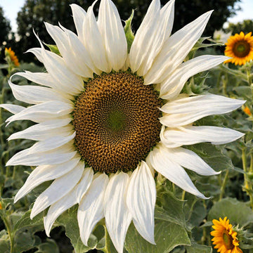 White Sunflower Flower Seeds for Planting – Rare Blooming Variety for Garden Charm seeds for planting in home garden