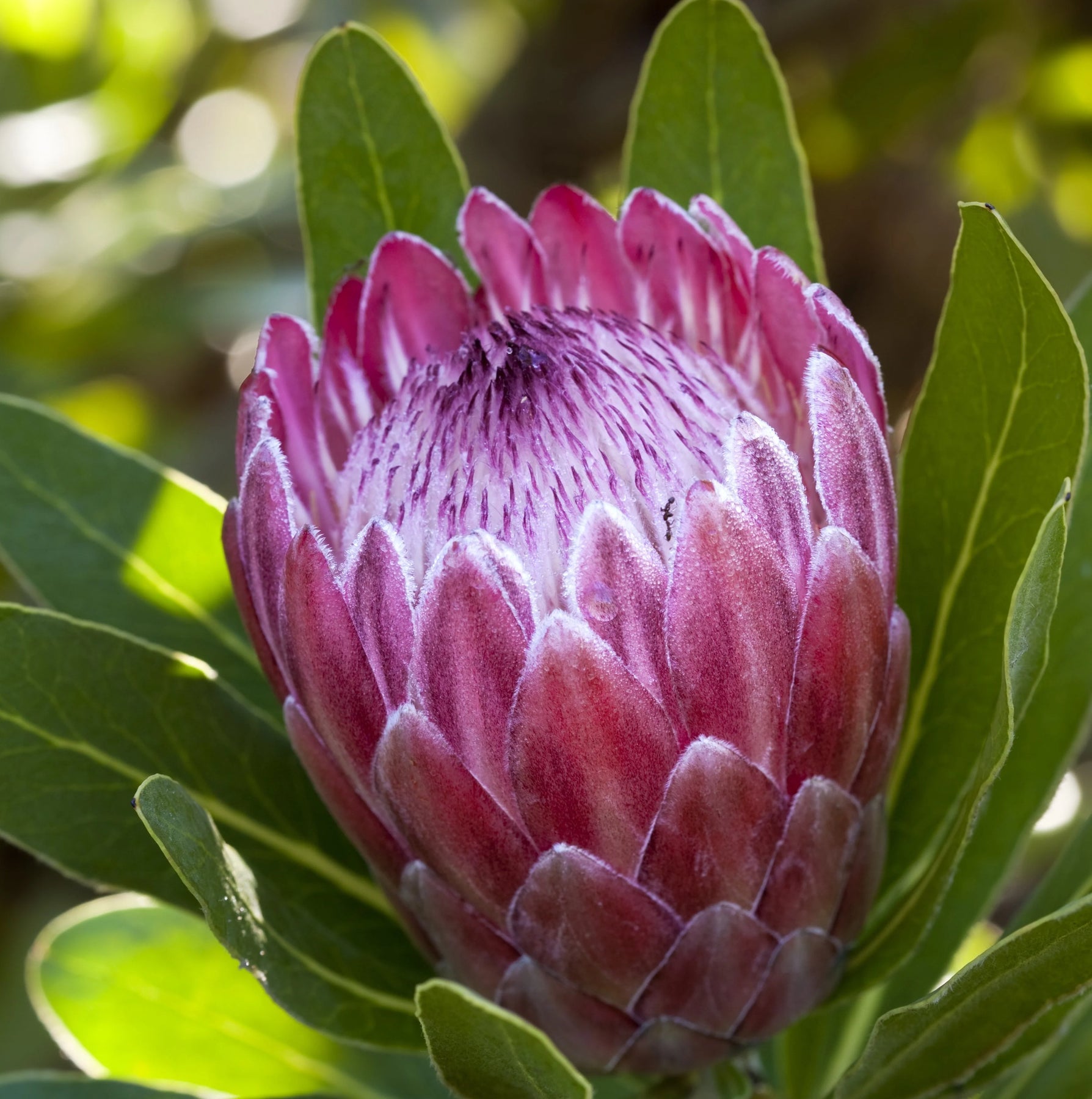 Pink (Pink scientific name) for planting in garden