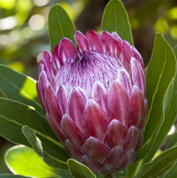 Pink (Pink scientific name) for planting in garden