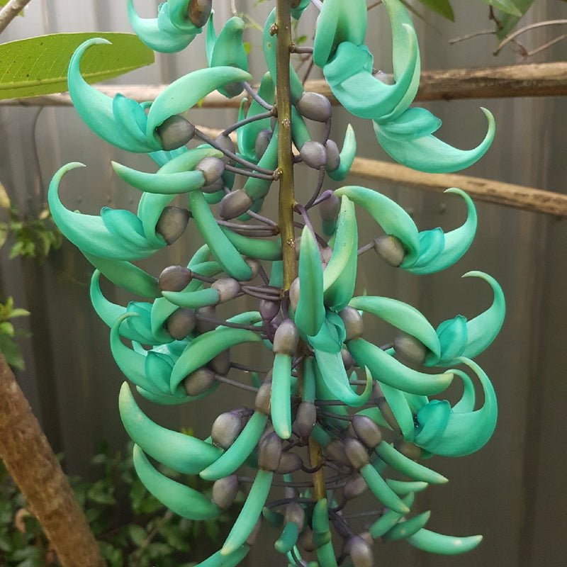 Green (Green scientific name) for planting in garden