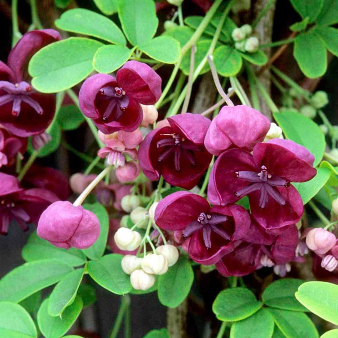 Akebia Flower Seeds for Planting, Heirloom, Non-GMO, 100 pcs for planting in home garden