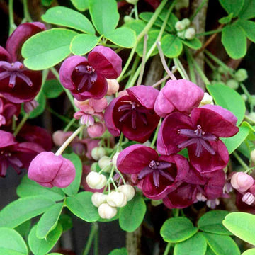Akebia Flower Seeds for Planting, Heirloom, Non-GMO, 100 pcs for planting in home garden
