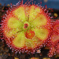 Sundew Plant Seeds for Planting - 100 pcs seeds for planting in home garden