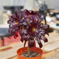 Heirloom Arboreum Flower Seeds, Non-GMO Hardy Shrub Blooms for Ornamental Garden Planting for planting in home garden