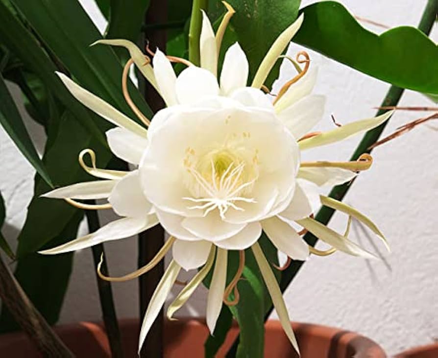 Epiphyllum Oxypetalum Flower Seeds for Planting - 100 pcs seeds for planting in home garden