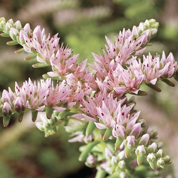 Heirloom Non-GMO Pink White Sedum Pulchellum Flower Seeds for Planting – Hardy Ground Cover Blooms seeds for planting in home garden