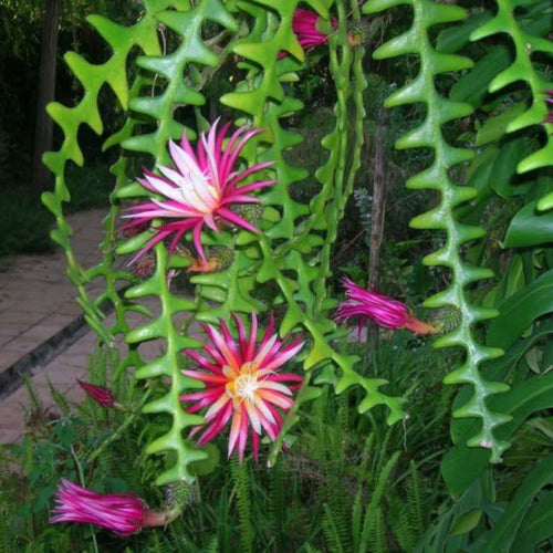 Heirloom Epiphyllum Anguliger Plant Seeds, Non-GMO Fishbone Cactus for Unique Indoor and Garden Planting for planting in home garden
