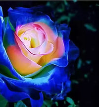 Blue Cream Rose Plant Seeds for Planting Non-GMO Heirloom Garden Seeds for Growing Beautiful Flowers seeds for planting in home garden