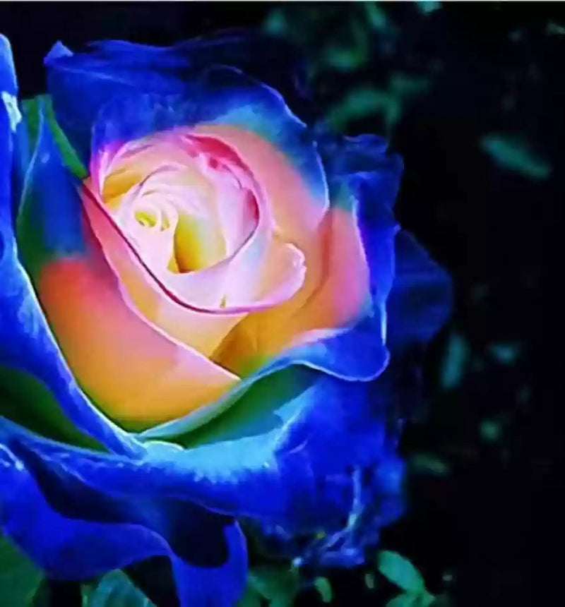 Blue Cream Rose Plant Seeds for Planting Non-GMO Heirloom Garden Seeds for Growing Beautiful Flowers seeds for planting in home garden