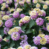 Wandelröschen Flower Seeds for Planting, 100 pcs seeds for planting in home garden