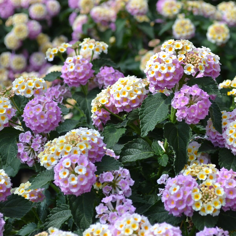 Wandelröschen Flower Seeds for Planting, 100 pcs seeds for planting in home garden
