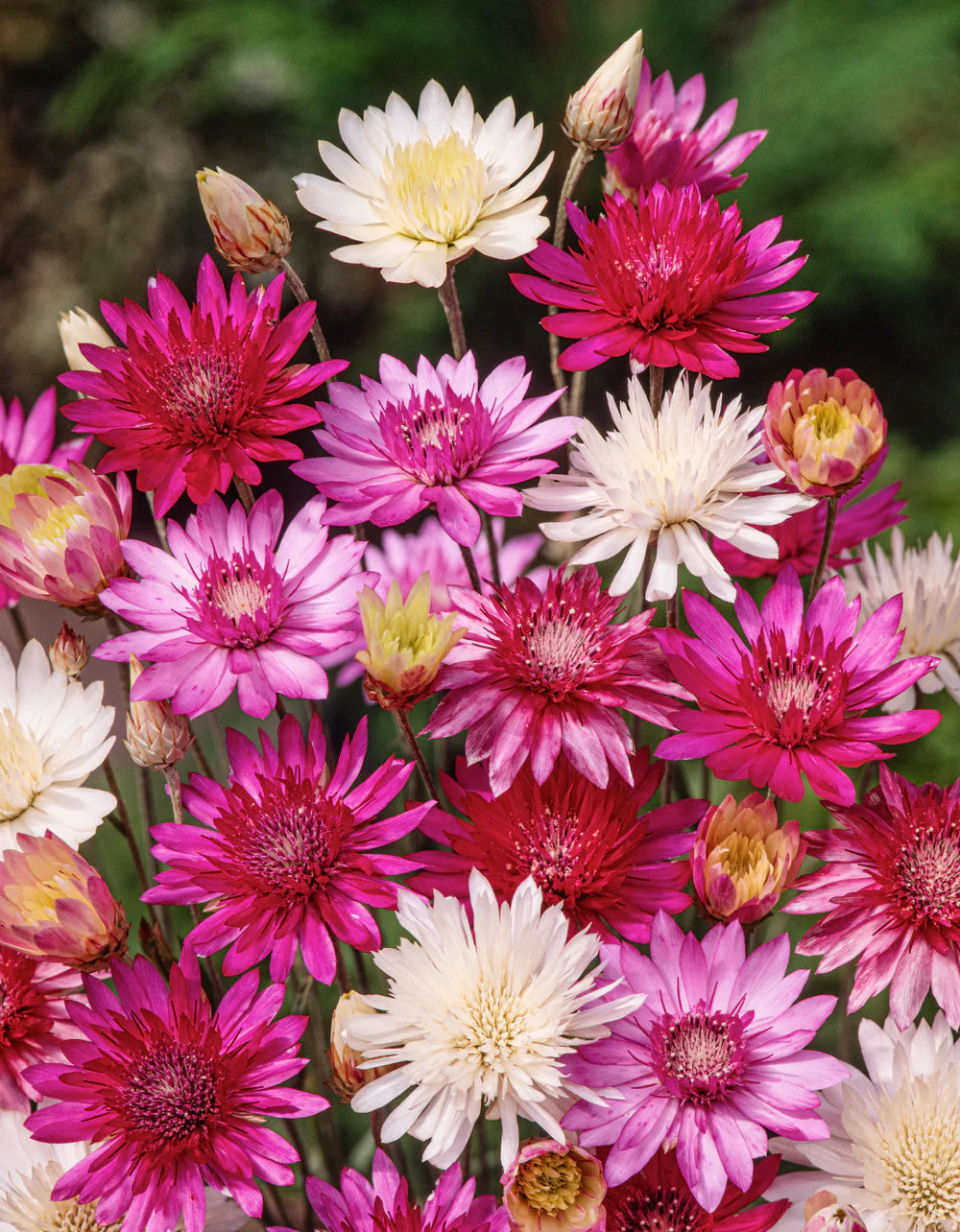 Xeranthemum Annuum Flower Seeds for Planting - 100 pcs seeds for planting in home garden