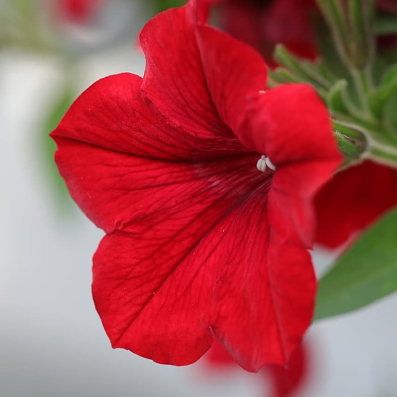 Red Velour Flower Seeds for Planting - 100 pcs seeds for planting in home garden