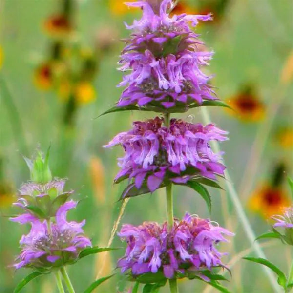 Violet Lemon Bee Flower Seeds for Planting - Heirloom Seeds for Your Beautiful Home Garden for planting in home garden