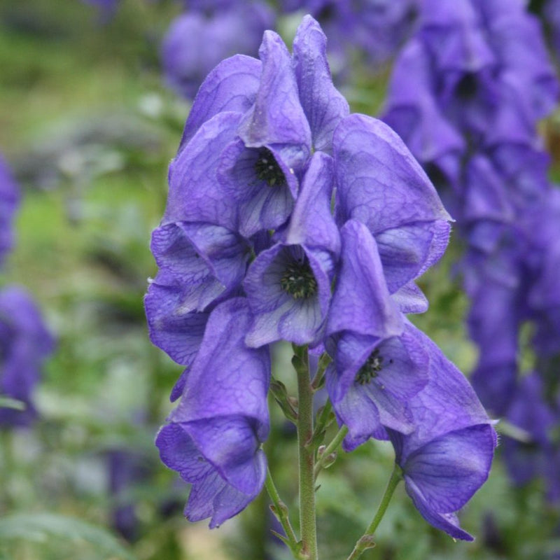 Blue Carmichaelii Flower Seeds for Planting, 100 pcs seeds for planting in home garden