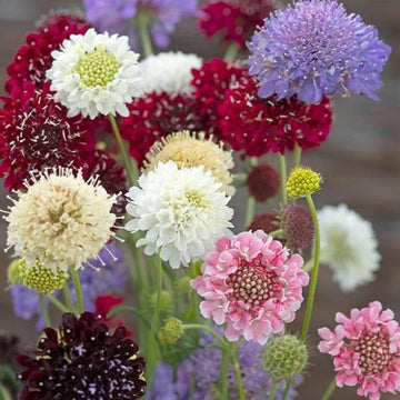 Pincushion Flower Seeds for planting in home garden