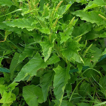 Heirloom Non-GMO Henry Plant Seeds for Garden for planting in home garden