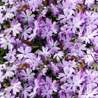 Lavender Linanthus Flower Seeds for Planting NON GMO Seeds seeds for planting in home garden