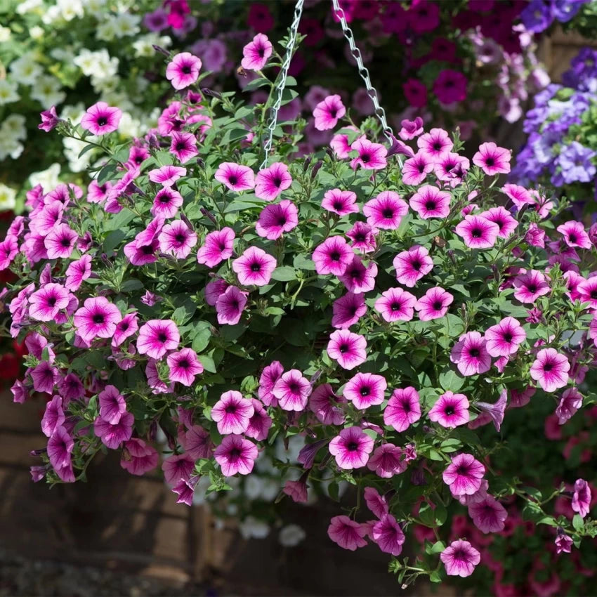 Surfinia Flower Seeds for Planting - NON GMO Seeds seeds for planting in home garden