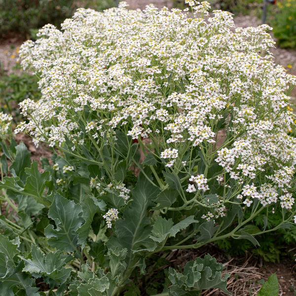 Seakale Flower Seeds for Planting - NON GMO Seeds seeds for planting in home garden
