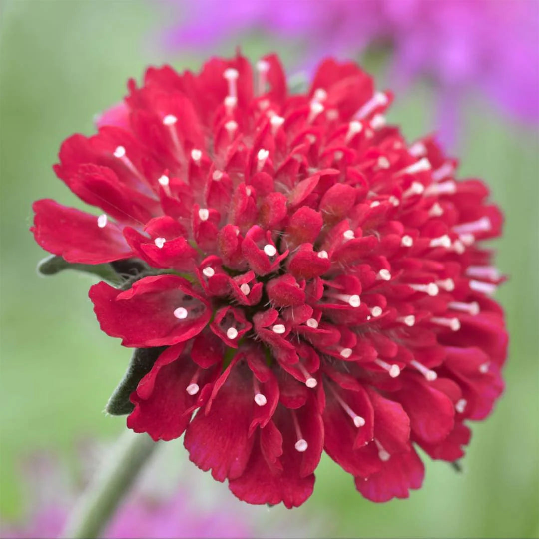 Red (Red scientific name) for planting in garden