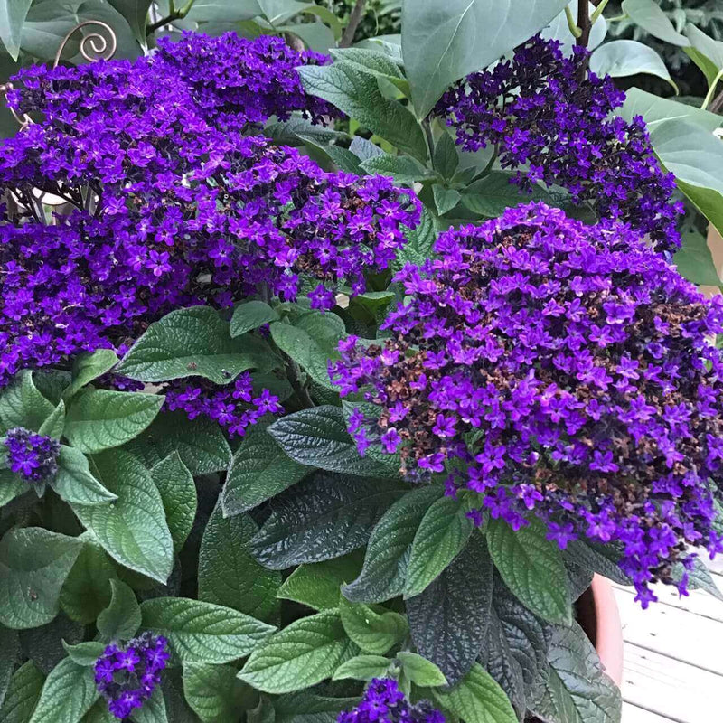 Fresh Heliotrope Flower Seeds for Planting - 100 pcs seeds for planting in home garden