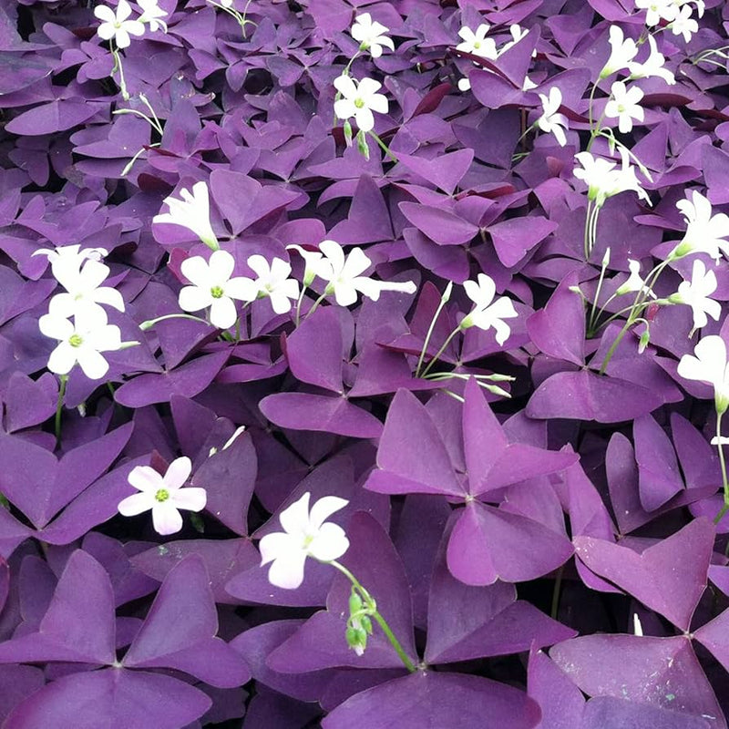 Oxalis Triangularis Flower Seeds – Heirloom, Non-GMO Seeds for Planting Vibrant Purple Blooms seeds for planting in home garden