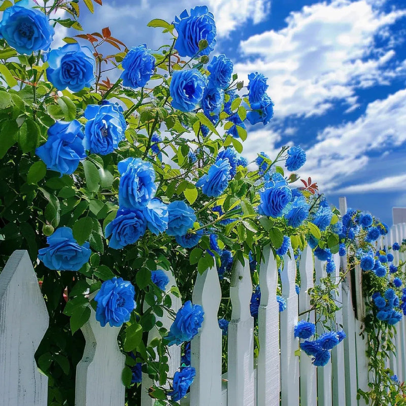Sky Blue Climbing Rose Plant Seeds for Planting Non-GMO Heirloom Garden Seeds for Home and Outdoor Gardening seeds for planting in home garden