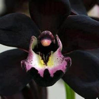 Samen Orchidee Seeds for Planting - 100 pcs seeds for planting in home garden