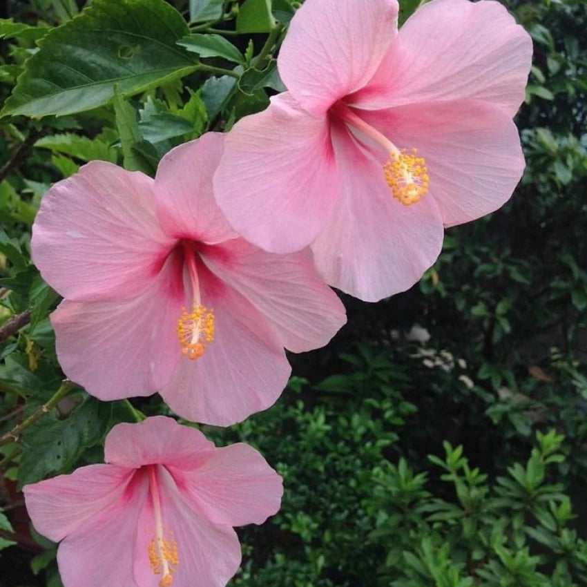 Non-GMO (Non-GMO scientific name) for planting in garden