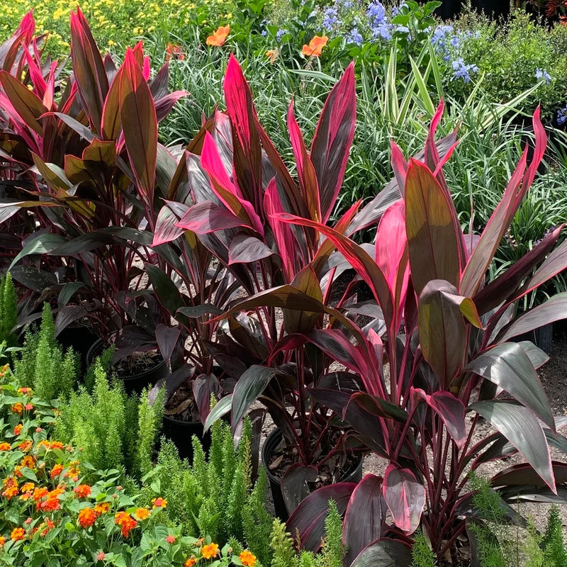 Cordyline Plant Seeds Heirloom Non GMO Planting - 100 pcs