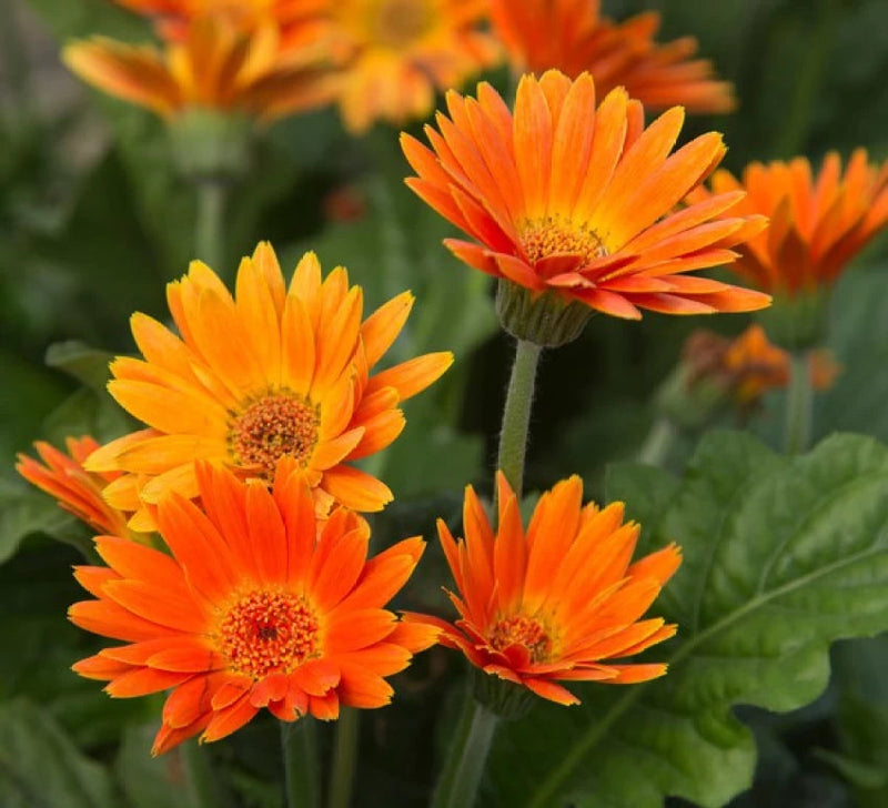 Orange Marguerite Flower Seeds for Planting - 100 pcs seeds for planting in home garden
