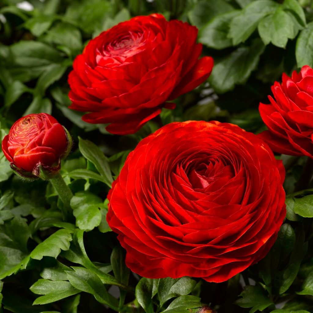 Ranunculus (Ranunculus scientific name) for planting in garden