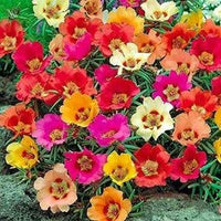 Mixed Portulaca Flower Seeds for Planting, 100 pcs seeds for planting in home garden