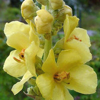 Yellow Densiflorum Seeds for Planting - 100 pcs seeds for planting in home garden