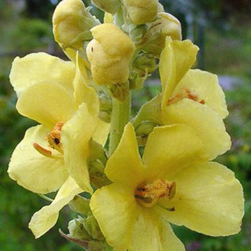 Yellow Densiflorum Seeds for Planting - 100 pcs seeds for planting in home garden