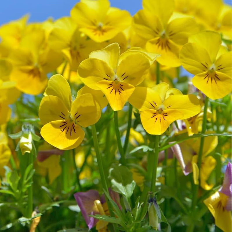 Velour Flower Seeds for planting in home garden