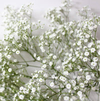 Heirloom Non-GMO Gypsophila Flower Seeds for Planting for planting in home garden