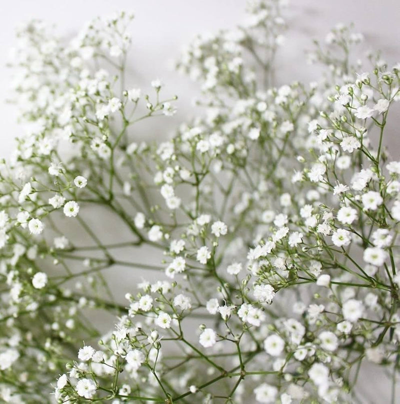 Heirloom Non-GMO Gypsophila Flower Seeds for Planting for planting in home garden