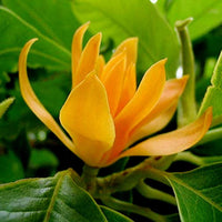 Chempaca Flower Seeds for Planting, 100 pcs seeds for planting in home garden