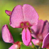Pink (Pink scientific name) for planting in garden
