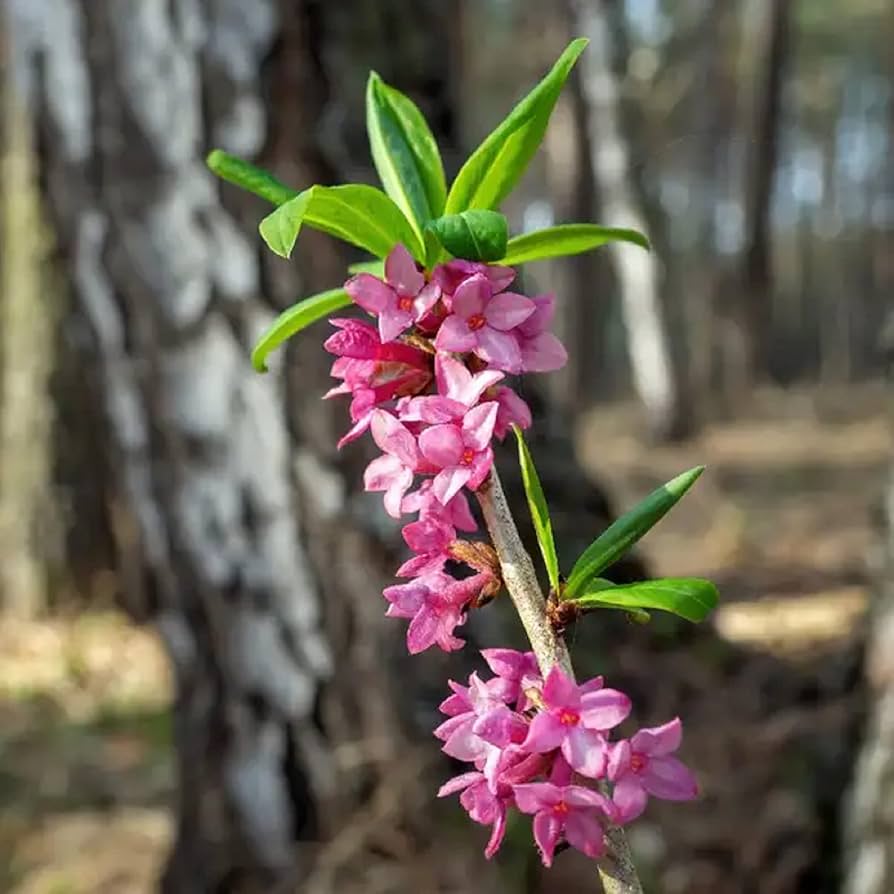 Mezereum (Mezereum scientific name) for planting in garden