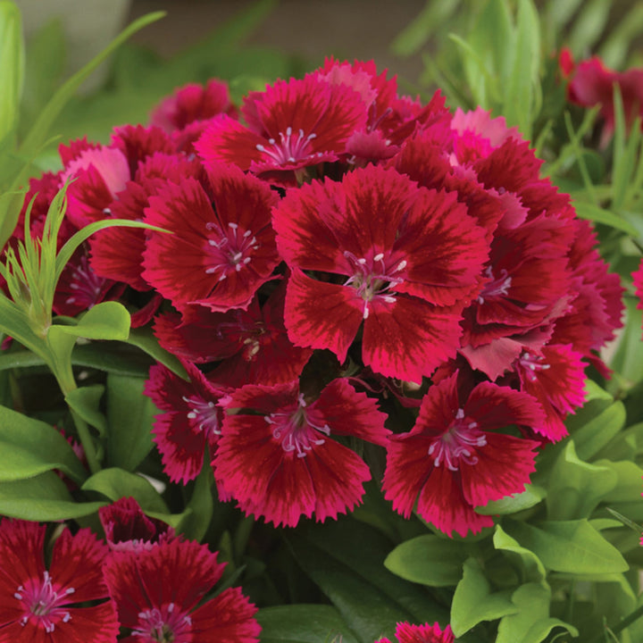 Heirloom Non-GMO Red Dianthus Flower Seeds for Garden Planting – Fragrant Hardy Blooms Variety