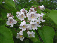 Catalpa Flower Seeds for Planting, NON GMO Seeds