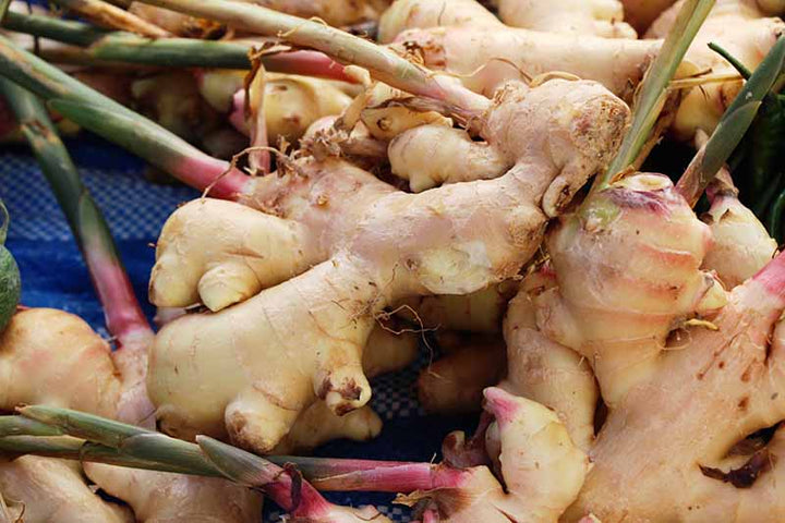 Heirloom Non-GMO Brown Ginger Flower Seeds for Garden Planting – Rare Exotic Blooms Variety