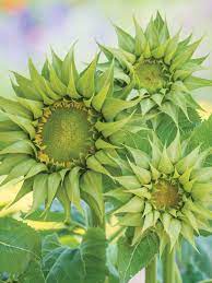 Green Sunflower Seeds for Planting – Grow Unique Sunflowers in Your Garden | Non-GMO & Easy to Grow